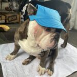 frenchie space shop french bulldog summer cap