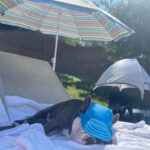 frenchie space shop french bulldog summer cap