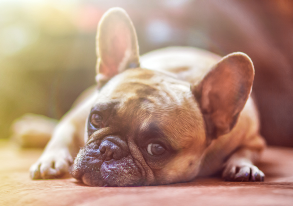 yeast infection in french bulldogs