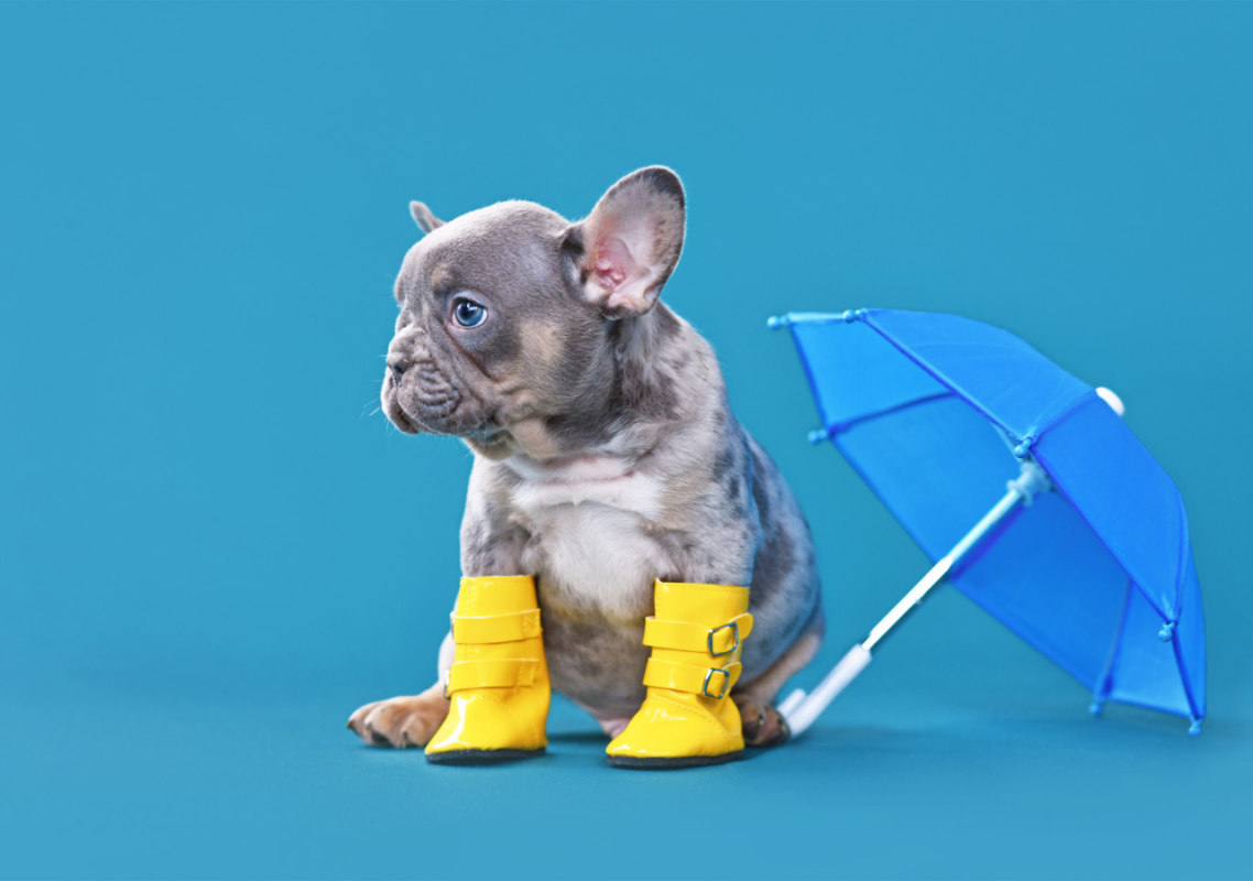 silver frenchie