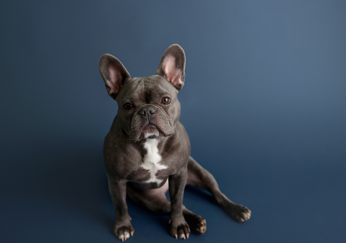 silver frenchie