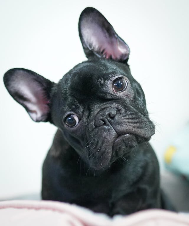 eye problems in french bulldogs