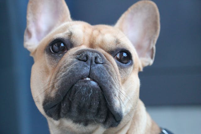 french bulldog eye problems