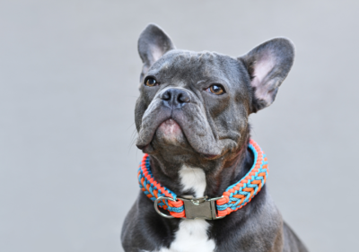 rare french bulldog colors