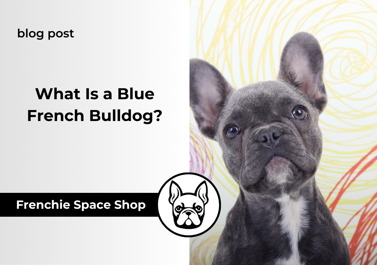 blue french bulldog