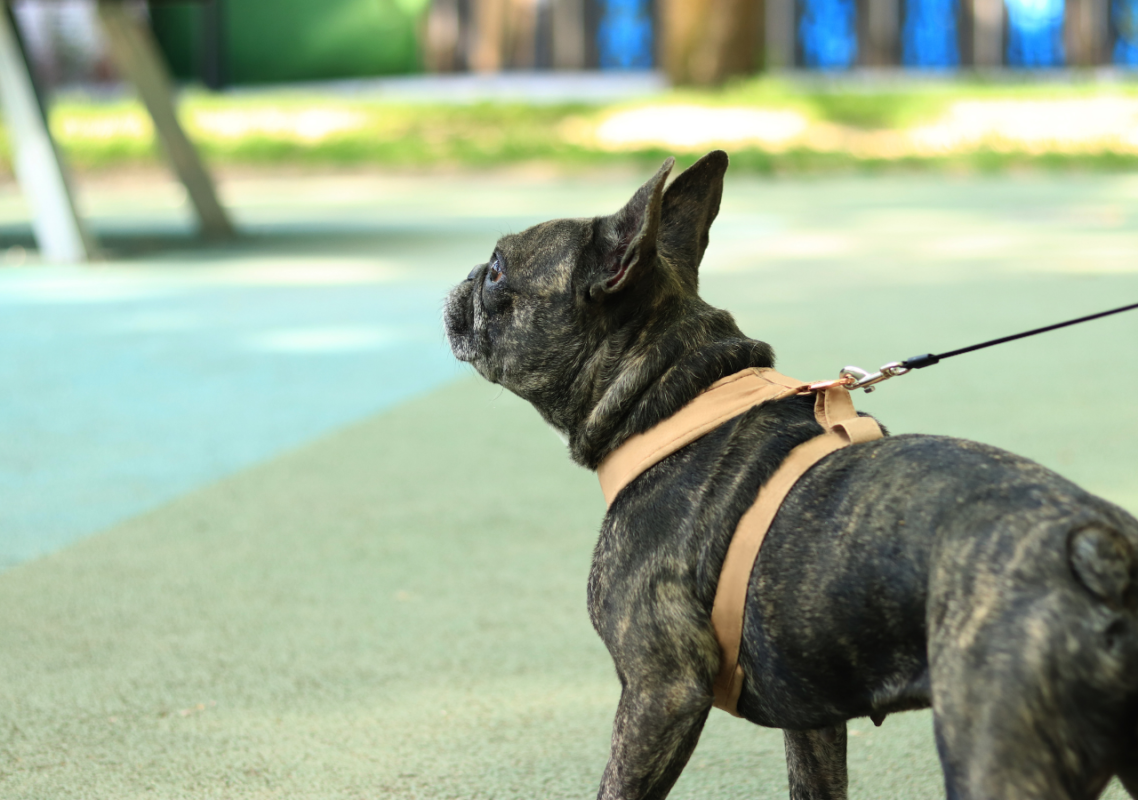 frenchie harnesses