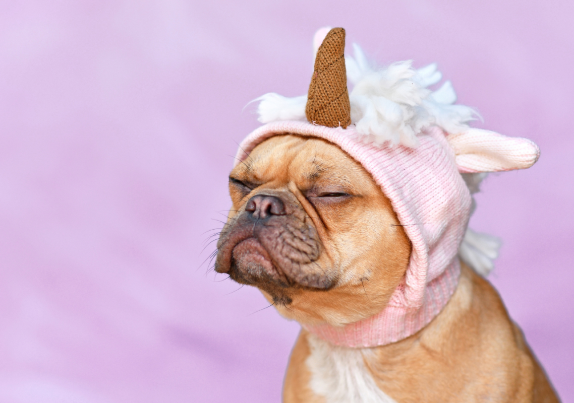 french bulldog pregnancy