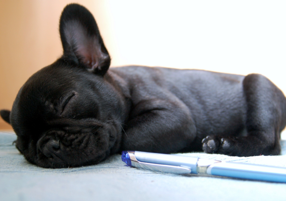 french bulldog tail