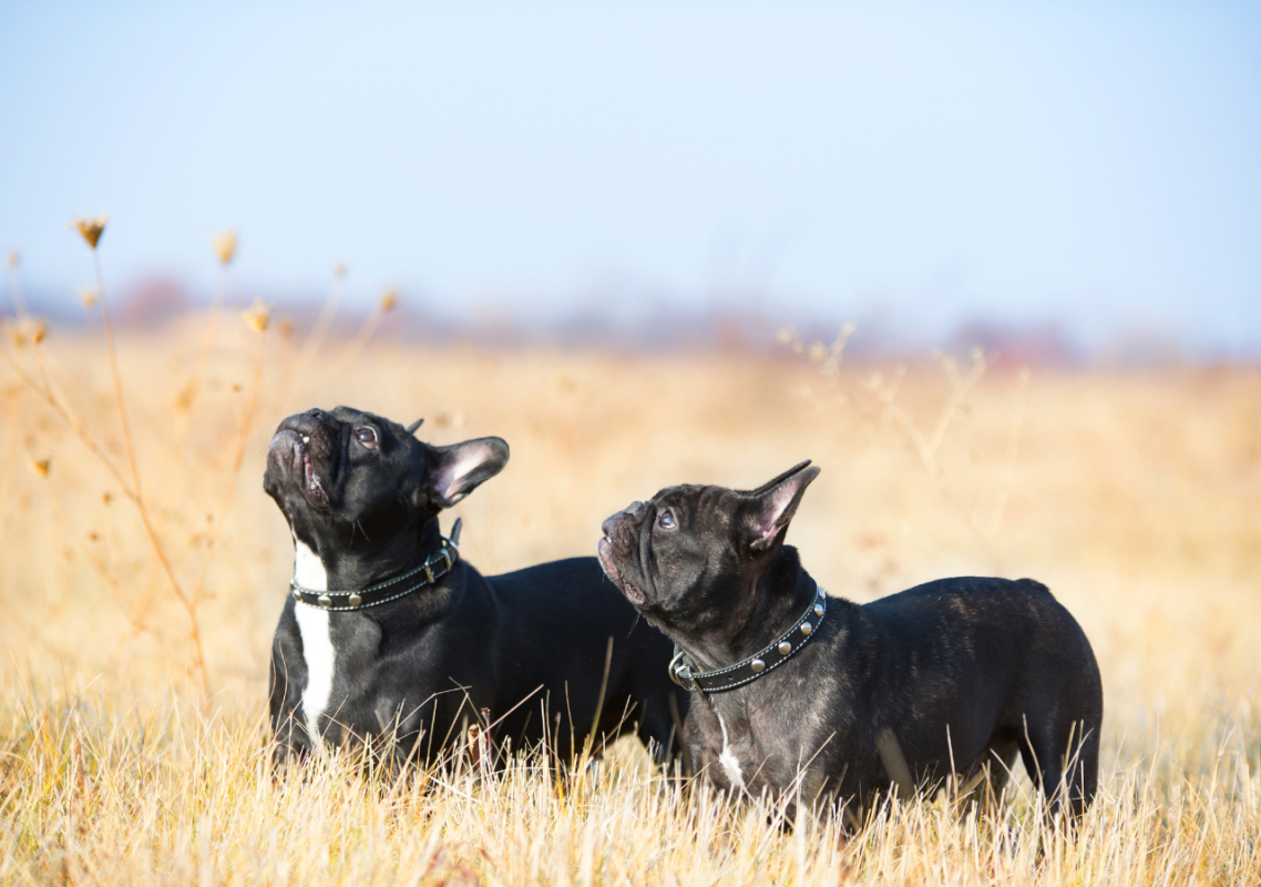 french bulldog tail