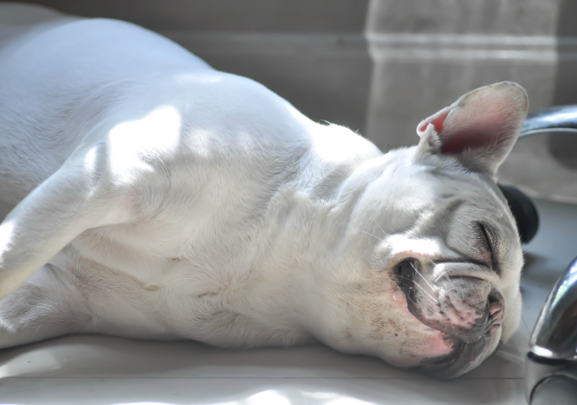 platinum french bulldogs