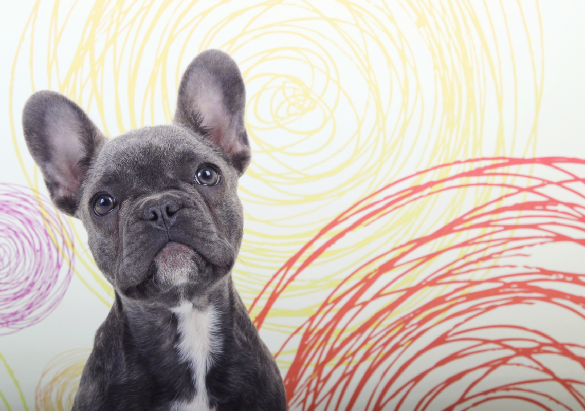 epilepsy in french bulldogs