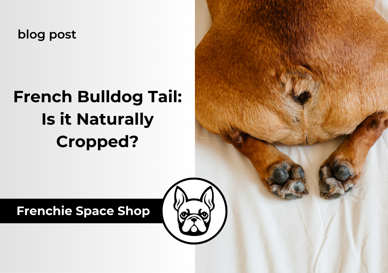 tail on a frenchie