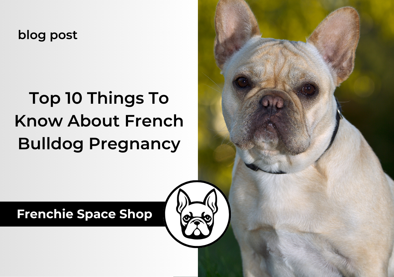 french bulldog pregnancy
