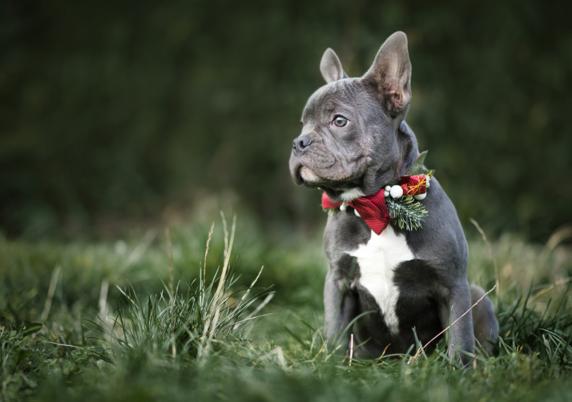 blue french bulldog