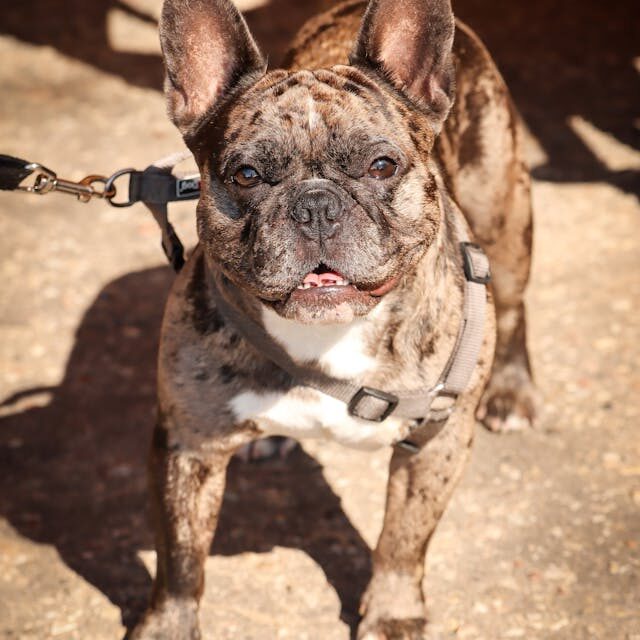 eye problems in french bulldogs
