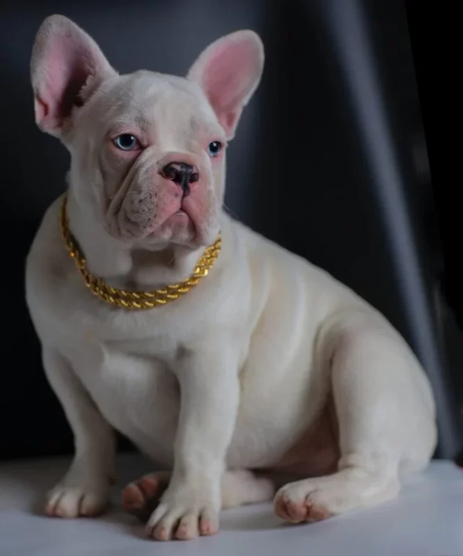 platinum frenchie