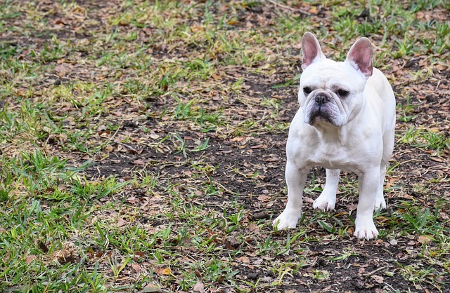 platinum french bulldog