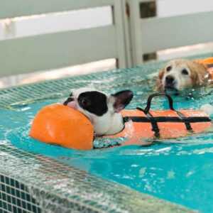 frenchie life jacket