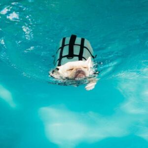 french bulldog life jacket