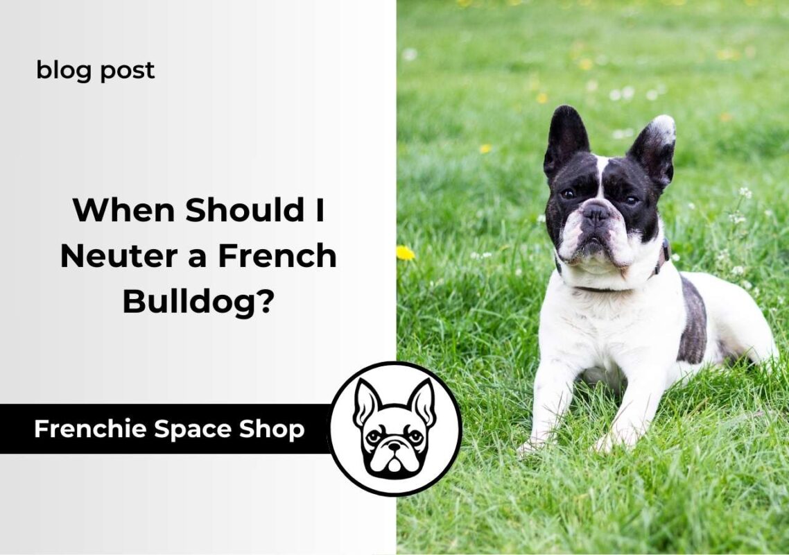 french bulldog neutering