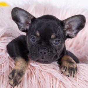 frenchie space french bulldog spaying