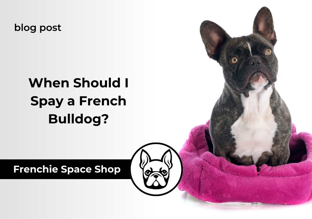 spaying a French bulldog
