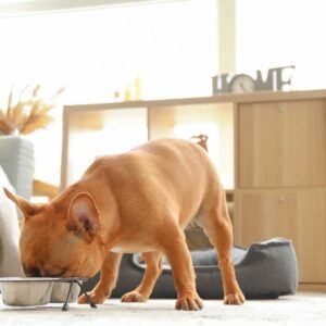 frenchie space french bulldog throwing up
