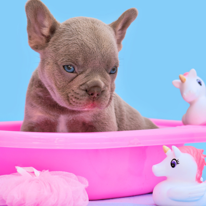 frenchie space isabella french bulldog