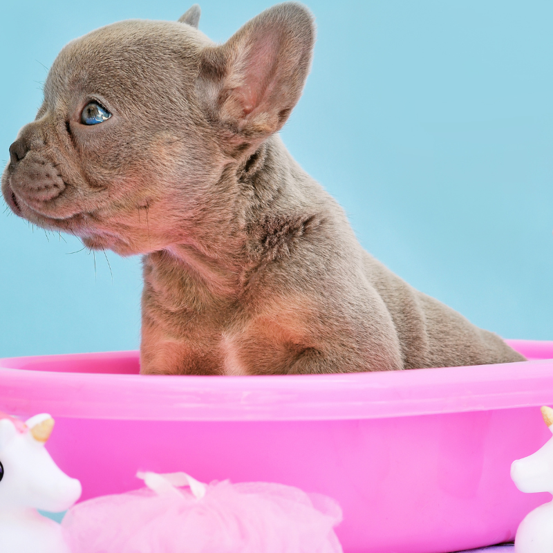 frenchie space isabella french bulldog