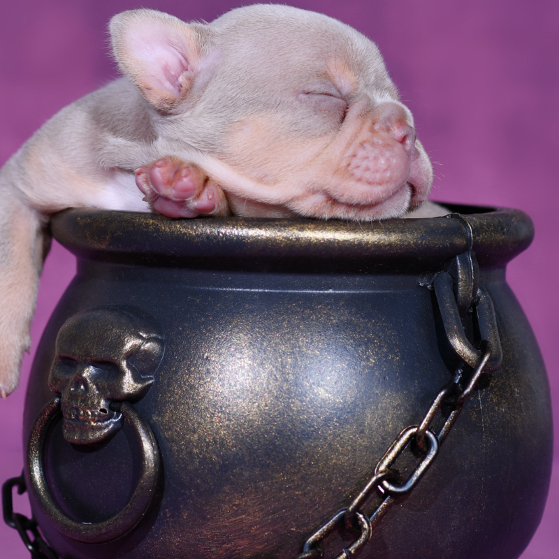 isabella french bulldog