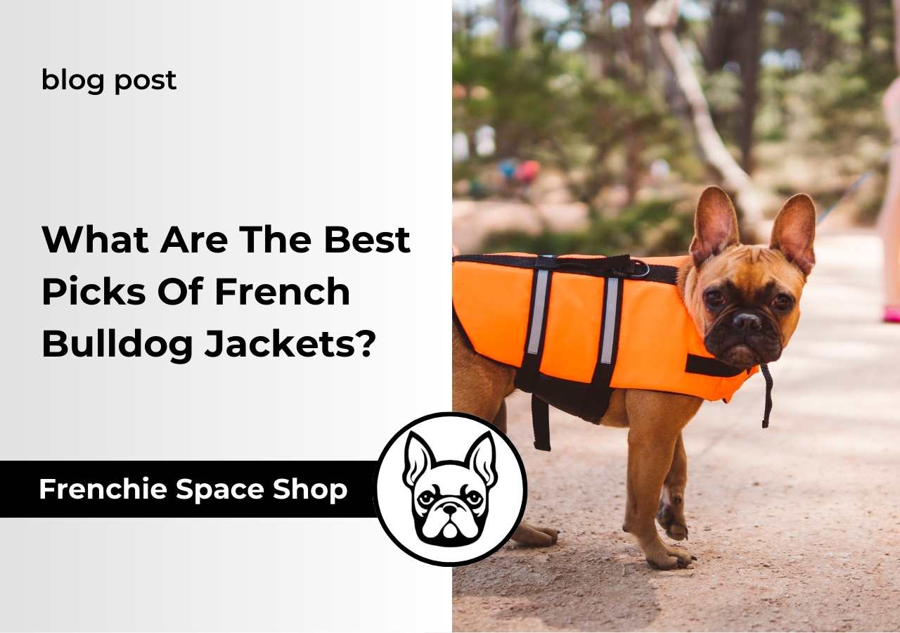 life vest for a frenchie