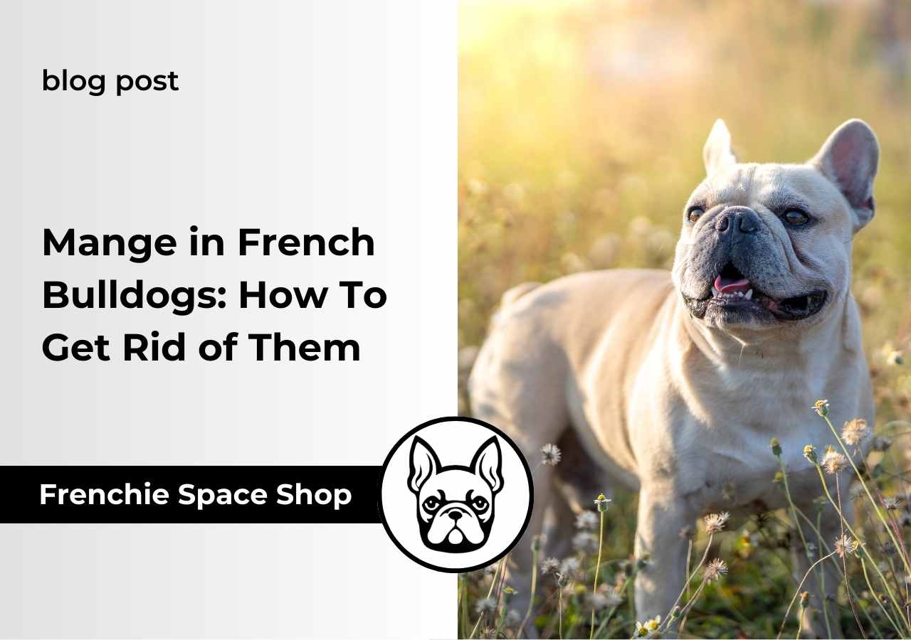mange in frenchies