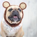 bear french bulldog hat