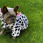 cow french bulldog costume