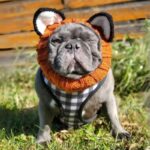 fox french bulldog hat