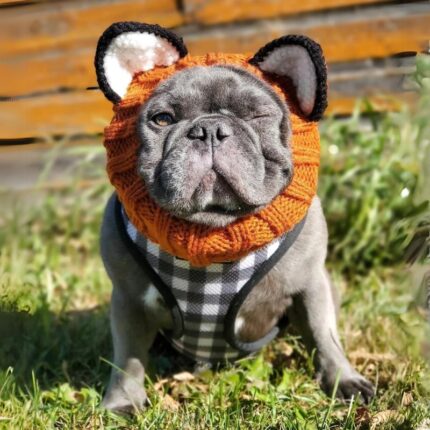 fox french bulldog hat