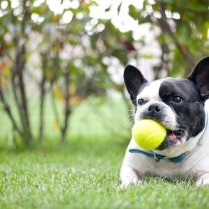 frenchie space french bulldog as a service dog