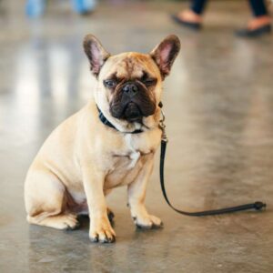 frenchie space french bulldog as a service dog