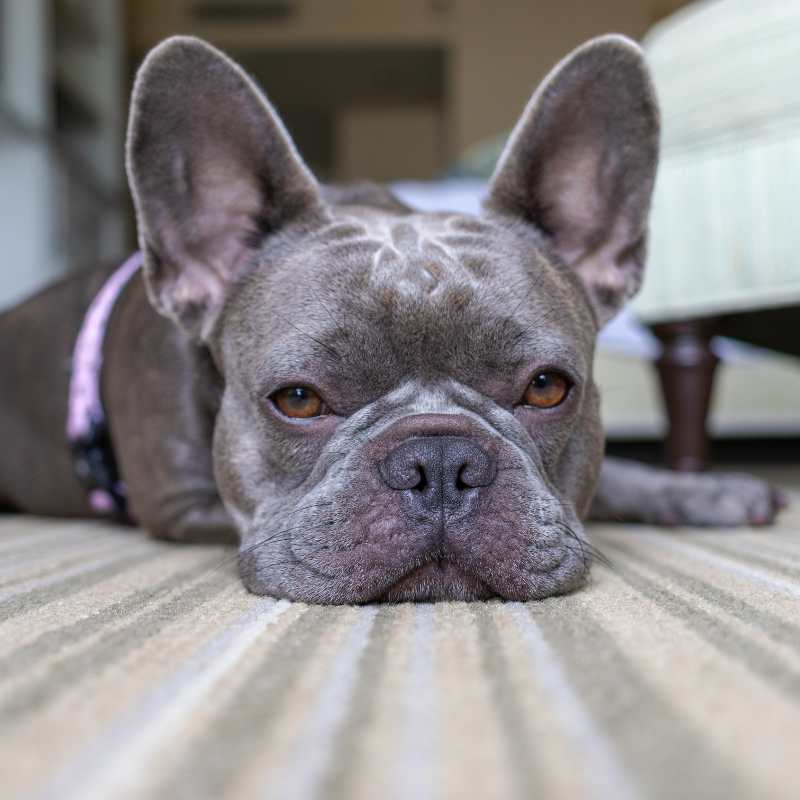 frenchie space french bulldog sleeping