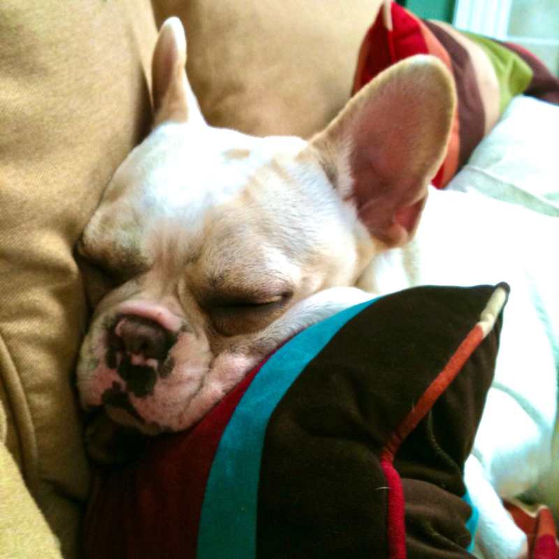 frenchie space french bulldog sleeping