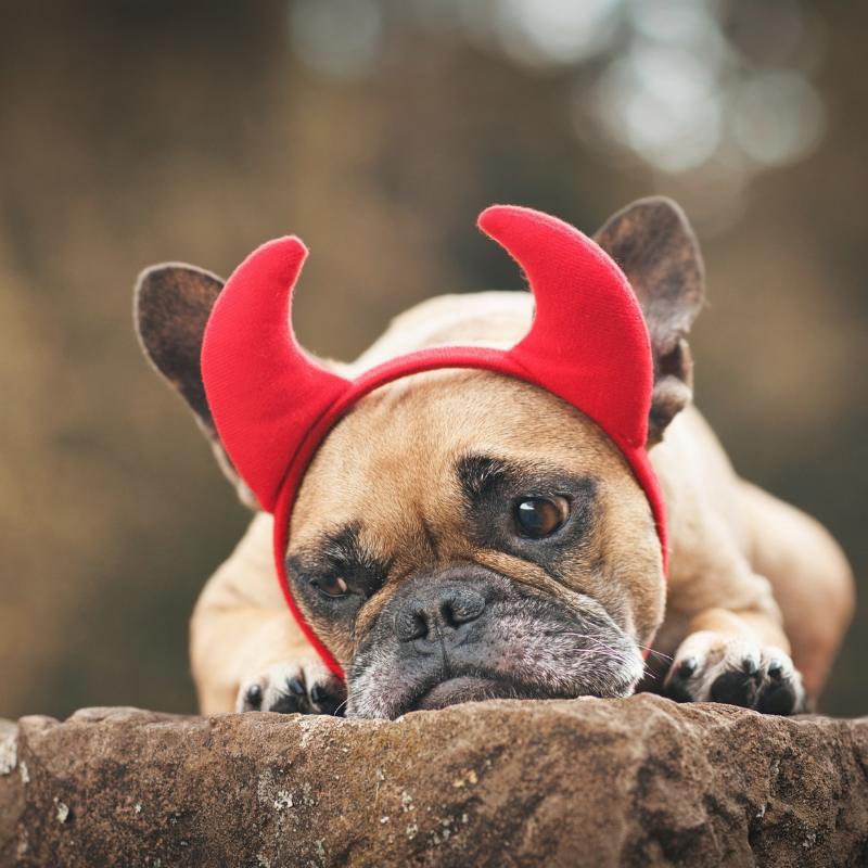 frenchie space frenchie halloween costumes