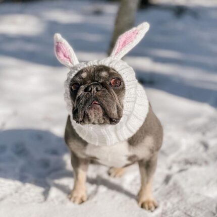 holiday rabbit frenchie hat