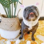 holiday rabbit frenchie hat