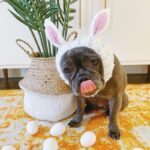 holiday rabbit frenchie hat