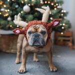 holiday reindeer frenchie hat