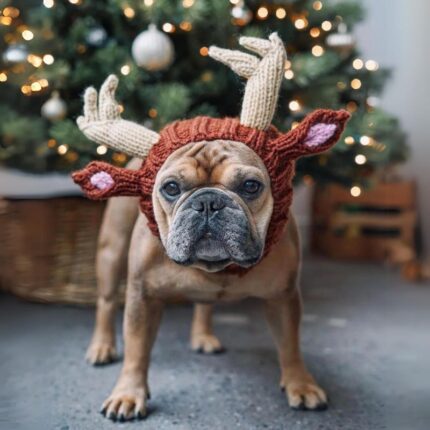 holiday reindeer frenchie hat