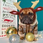holiday reindeer frenchie hat
