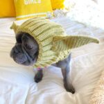 yoda halloween frenchie hat