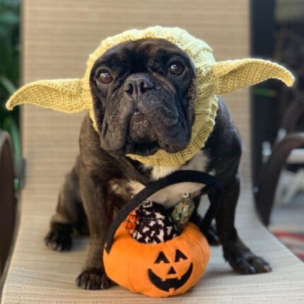 yoda halloween frenchie hat