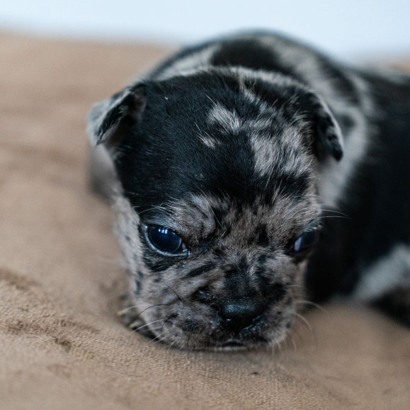 black merle french bulldog